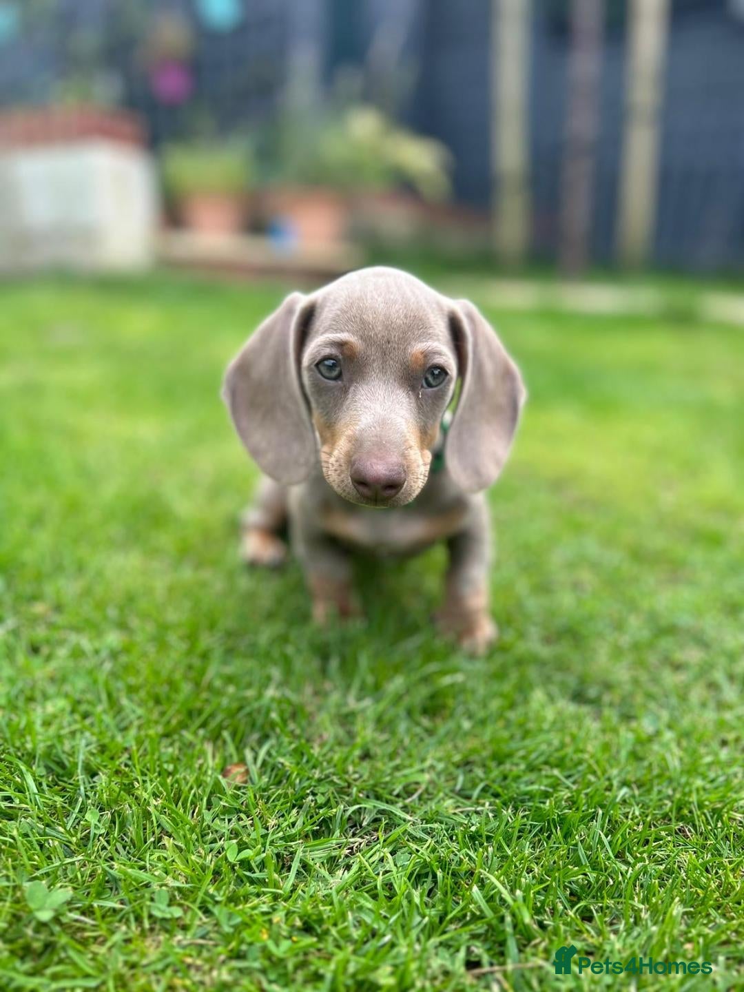 Miniature Dachshund dogs KC Miniature Dachshund ready now fully vaccinated  - Advert 2