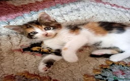 Mixed Breed cats for sale: Beautiful mixed Maine Coon kittens  - Image 3