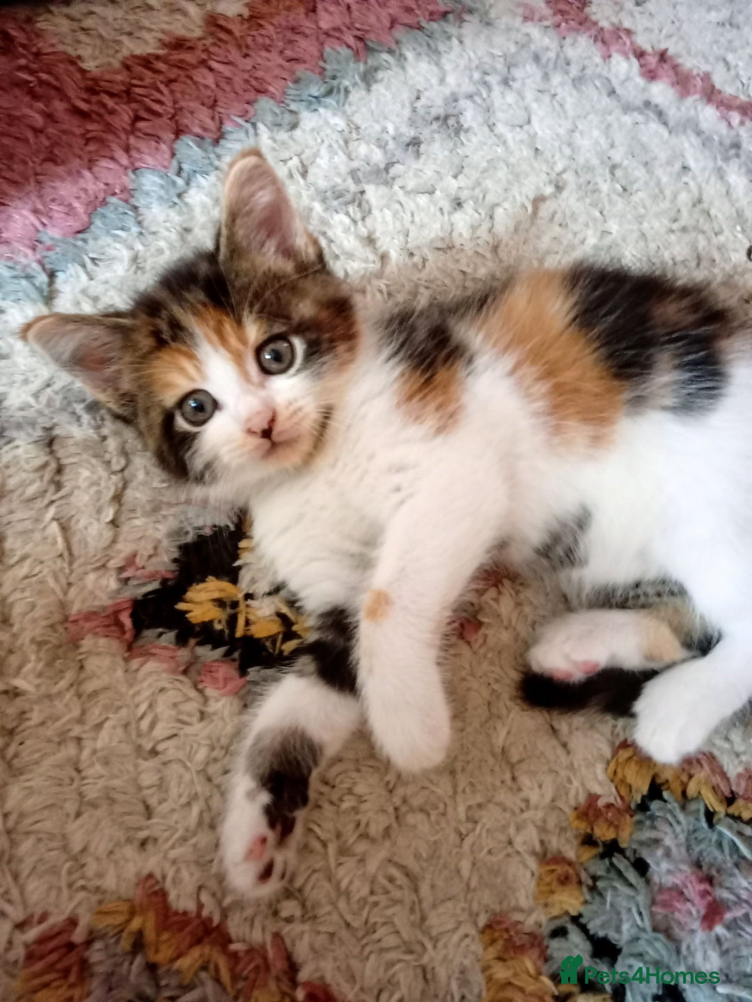 Mixed Breed cats for sale: Beautiful mixed Maine Coon kittens  - Image 3