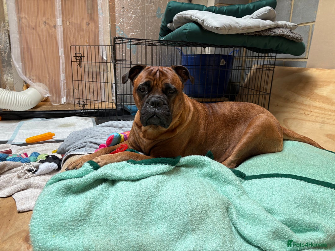 Bullmastiff dogs for sale: 🐾 KC registered bullmastiff female puppy 🐾 - Image 14