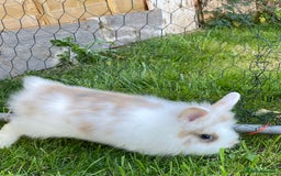 Lionhead rabbits for sale: Lion head  - Image 31
