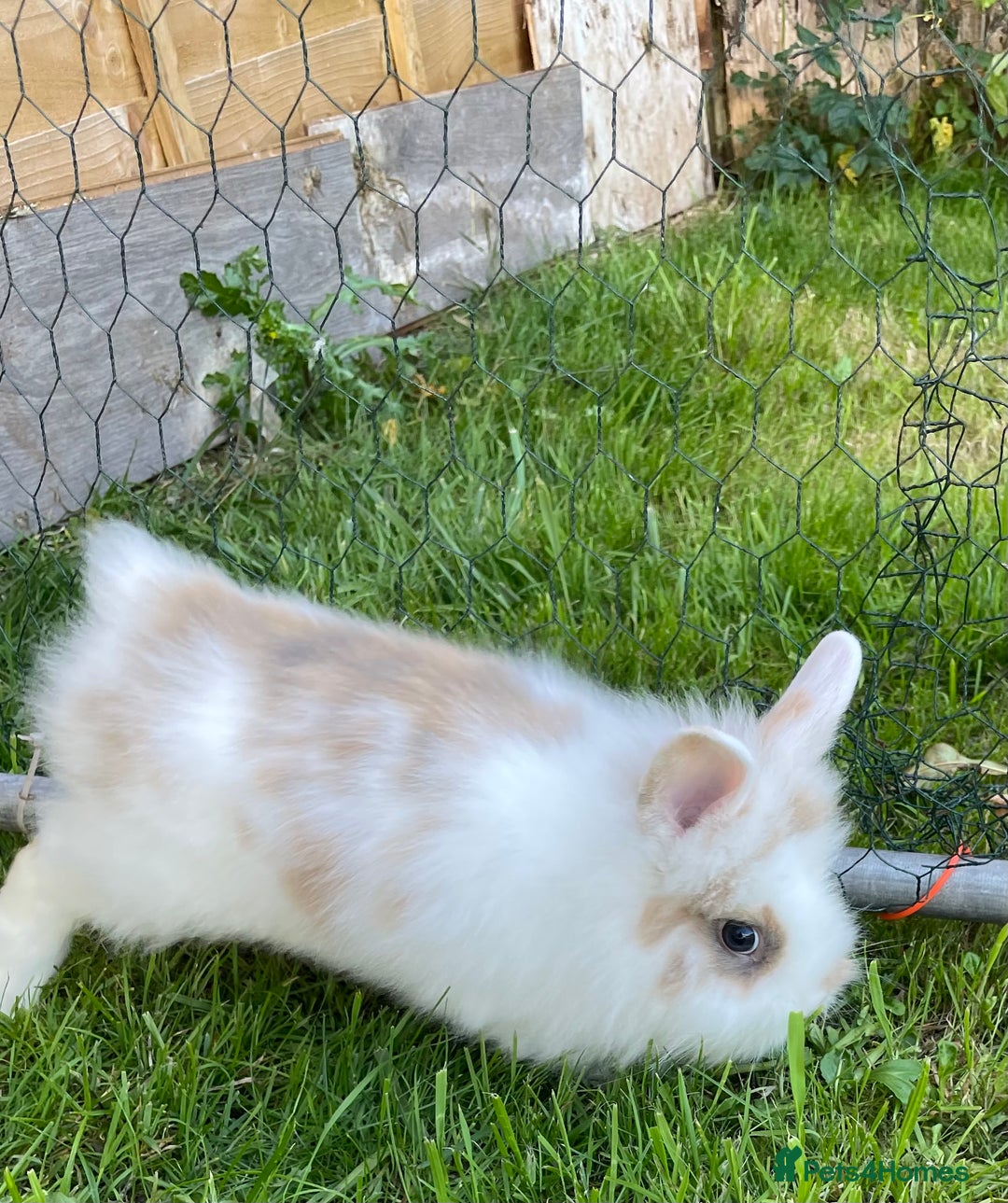 Lionhead rabbits for sale: Lion head  - Image 31