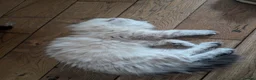 Persian cats for sale: Stunning Persian Boys - Advert 6