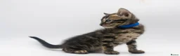 Bengal cats for sale: Beautiful Brown Bengal Boys - TICA Registered - Advert 13
