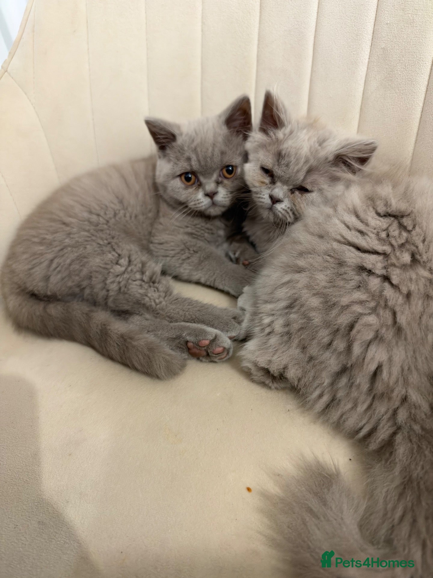 British Shorthair cats British short hair grey boy male 13 weeks old  - Advert 9