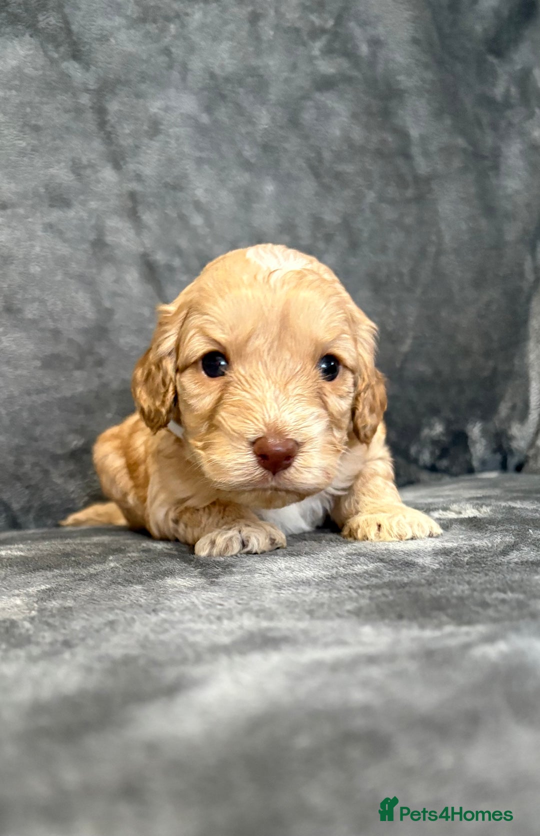 Cockapoo dogs for sale: Cockerpoo puppies from health tested parents.  - Advert 10