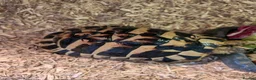 Tortoise reptiles for sale: 2x Herman's Tortoises for sale  - Advert 4
