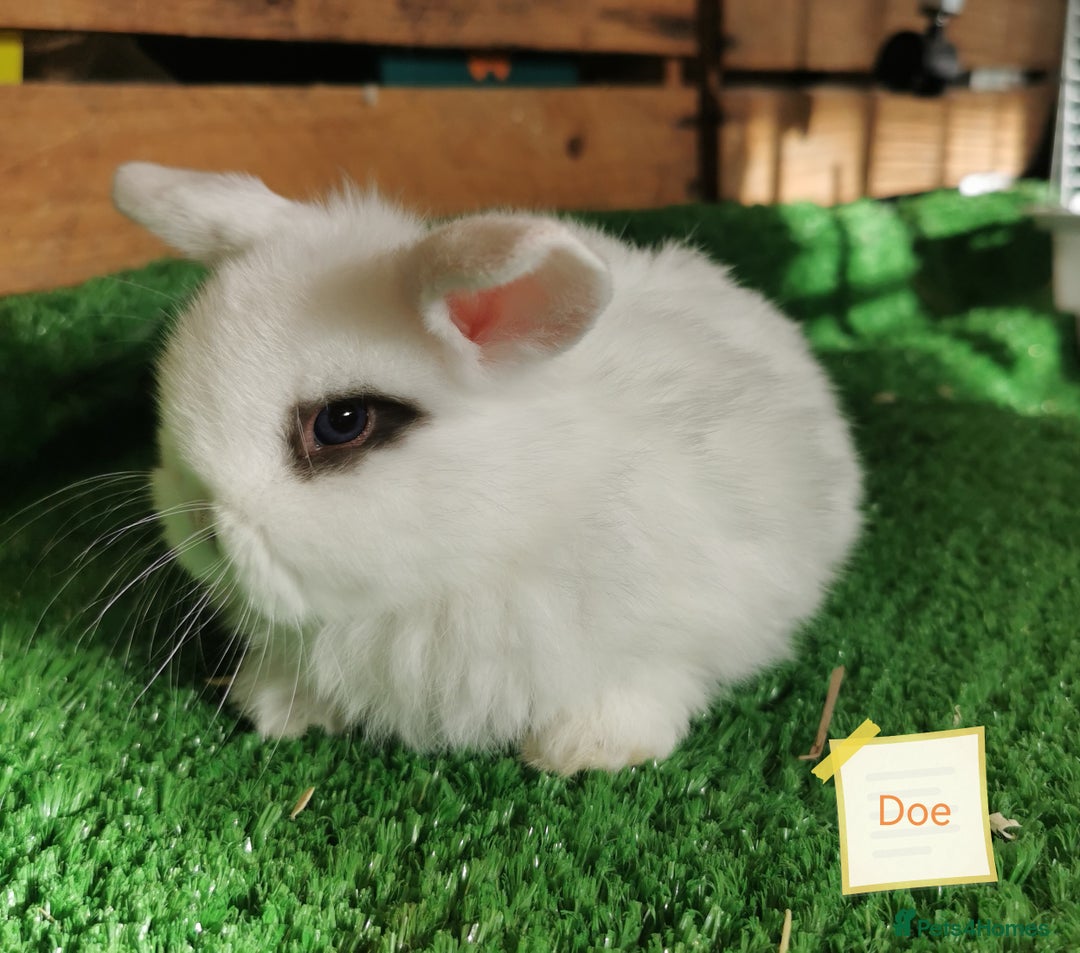 Mini Lop rabbits for sale: Baby mini lops  - Advert 4