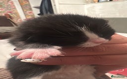 Mixed Breed cats for sale: Kittens for sale - Advert 5