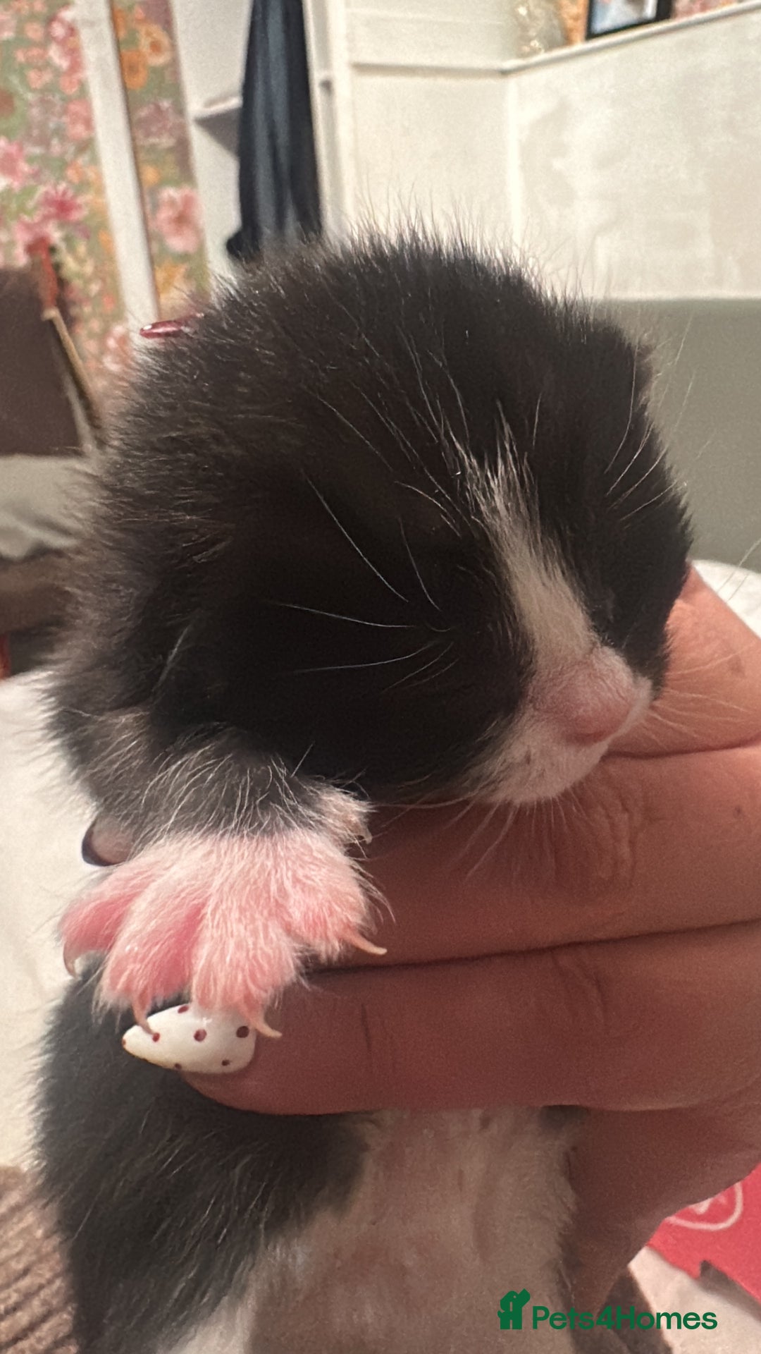 Mixed Breed cats for sale: Kittens for sale - Advert 5