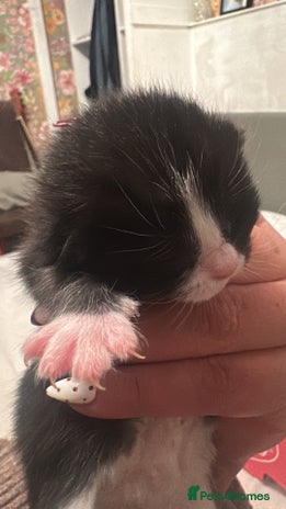 Mixed Breed cats Kittens for sale - Advert 6