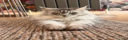 Maine Coon cats for sale: GCCF Registered Maine coon kittens  - Advert 3