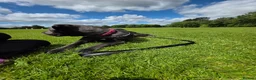 Mixed Breed dogs for sale: Avacyn (Ava) - Advert 3