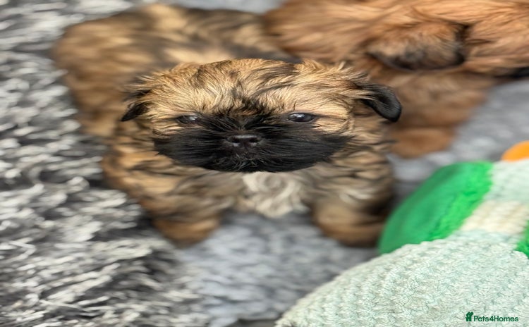 Shih Tzu dogs - Advert 2