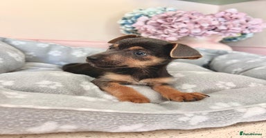 Jack Russell dogs - Advert 1