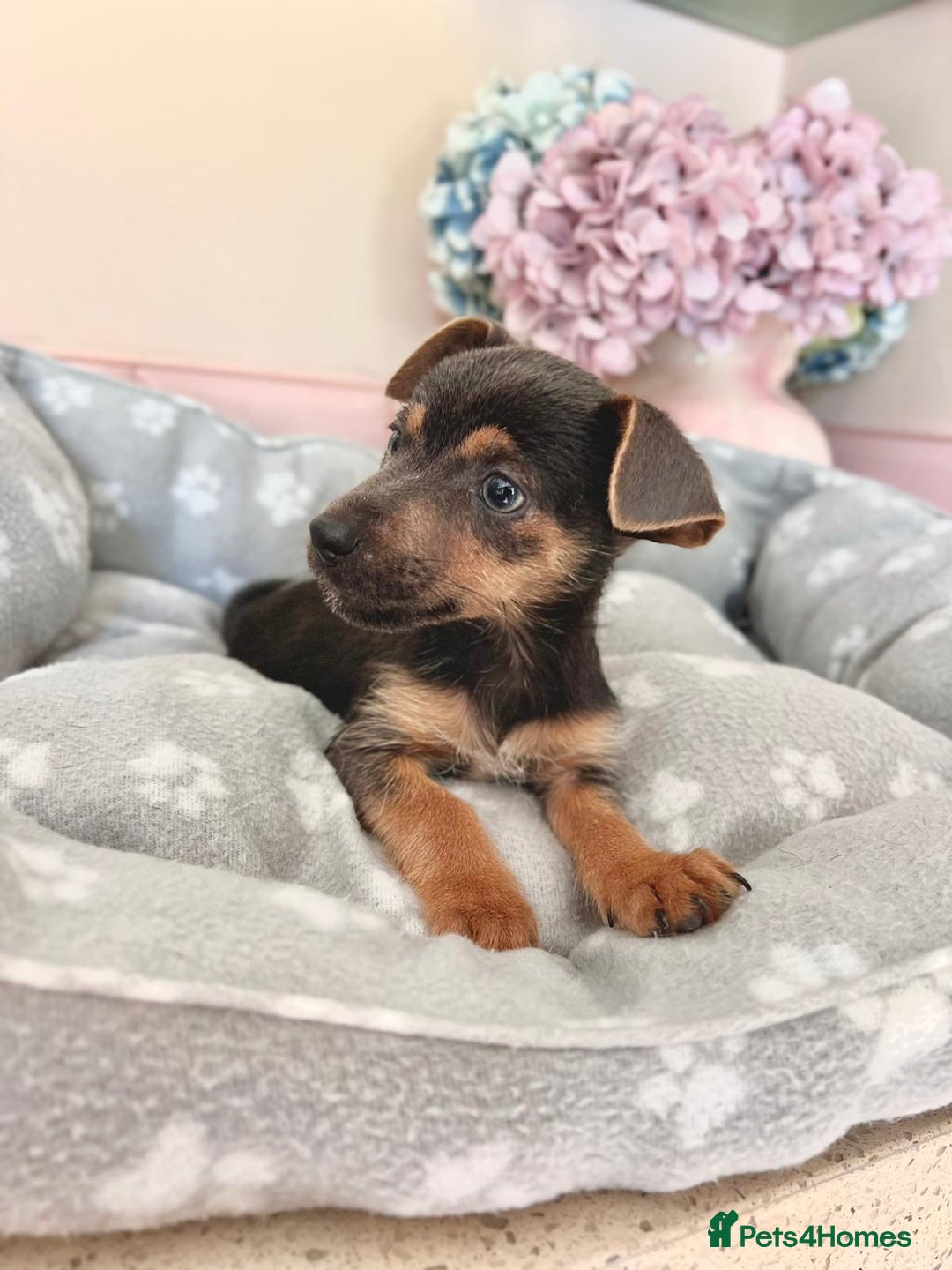Jack Russell dogs for sale: Stunning much Wenlock puppy  - Image 2
