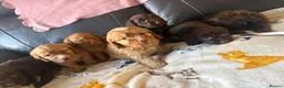 Cockapoo dogs for sale: 7 Gorgeous cockapoos! - Advert 9