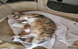 Domestic Shorthair cats for sale: Beautiful kittens  - Image 14