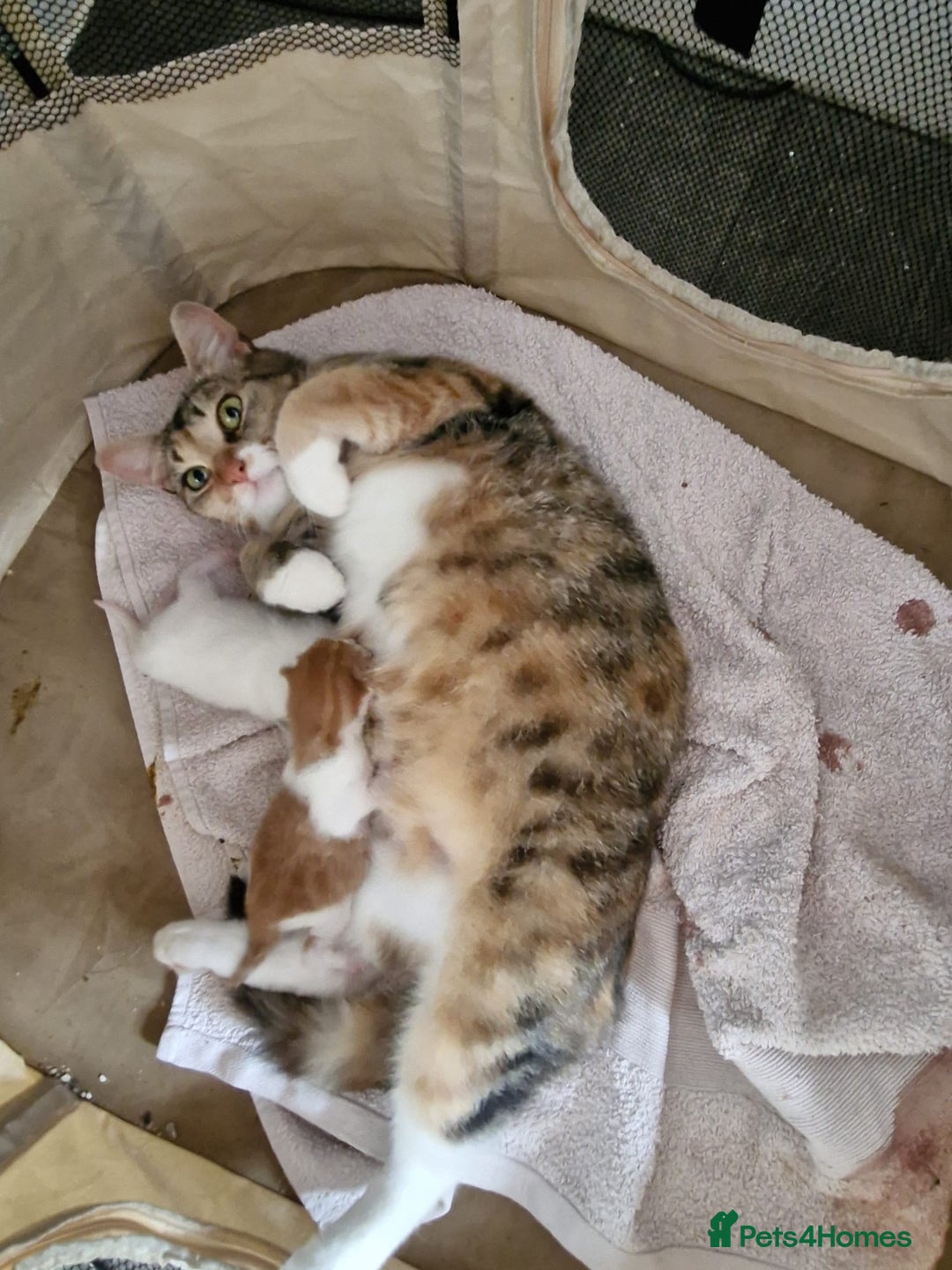 Domestic Shorthair cats for sale: Beautiful kittens  - Image 14