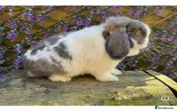 Mini Lop rabbits for sale: Pure bred Mini lops  - Image 15