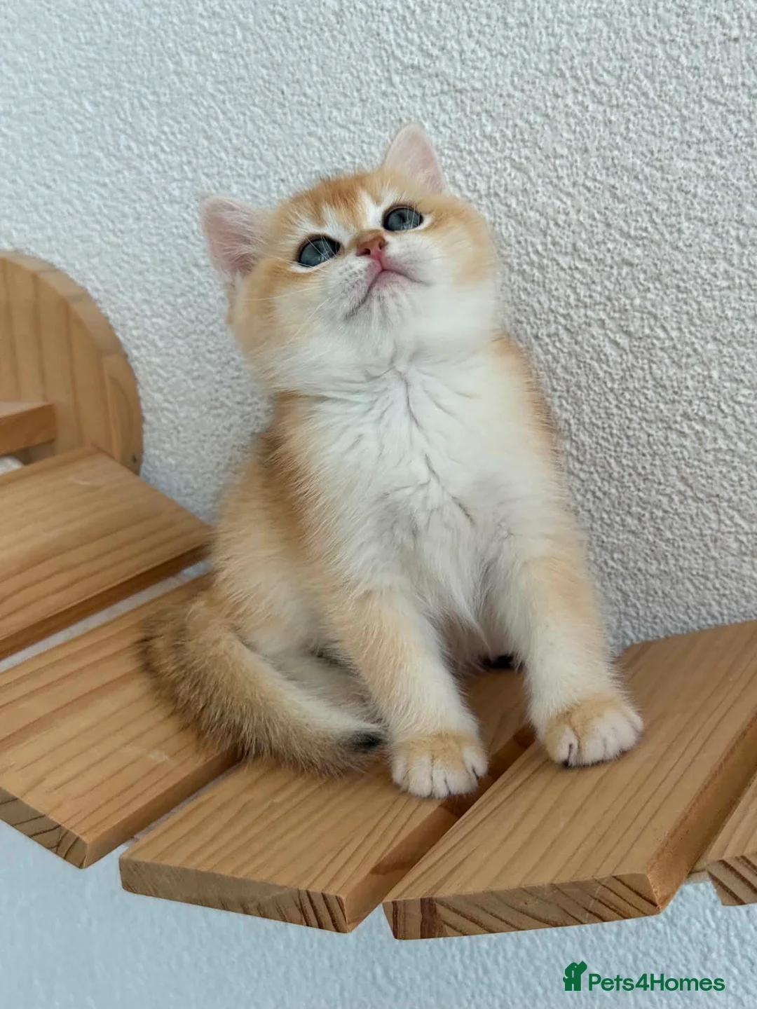 British Shorthair cats for sale: Show quality golden british shorthair  - Advert 12