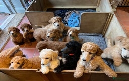 Standard Poodle dogs for sale: Stunning KC Reg Apricot Boy - Image 14