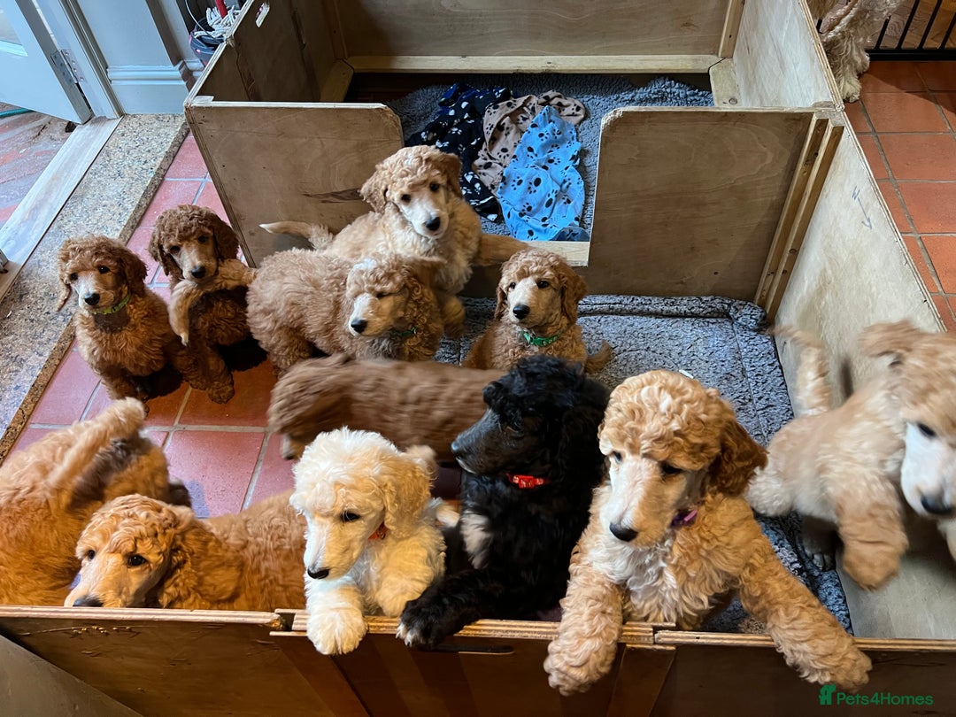 Standard Poodle dogs for sale: Stunning KC Reg Apricot Boy - Image 14