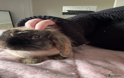 Mini Lop rabbits for sale: Beautiful mini lop girl - Image 3