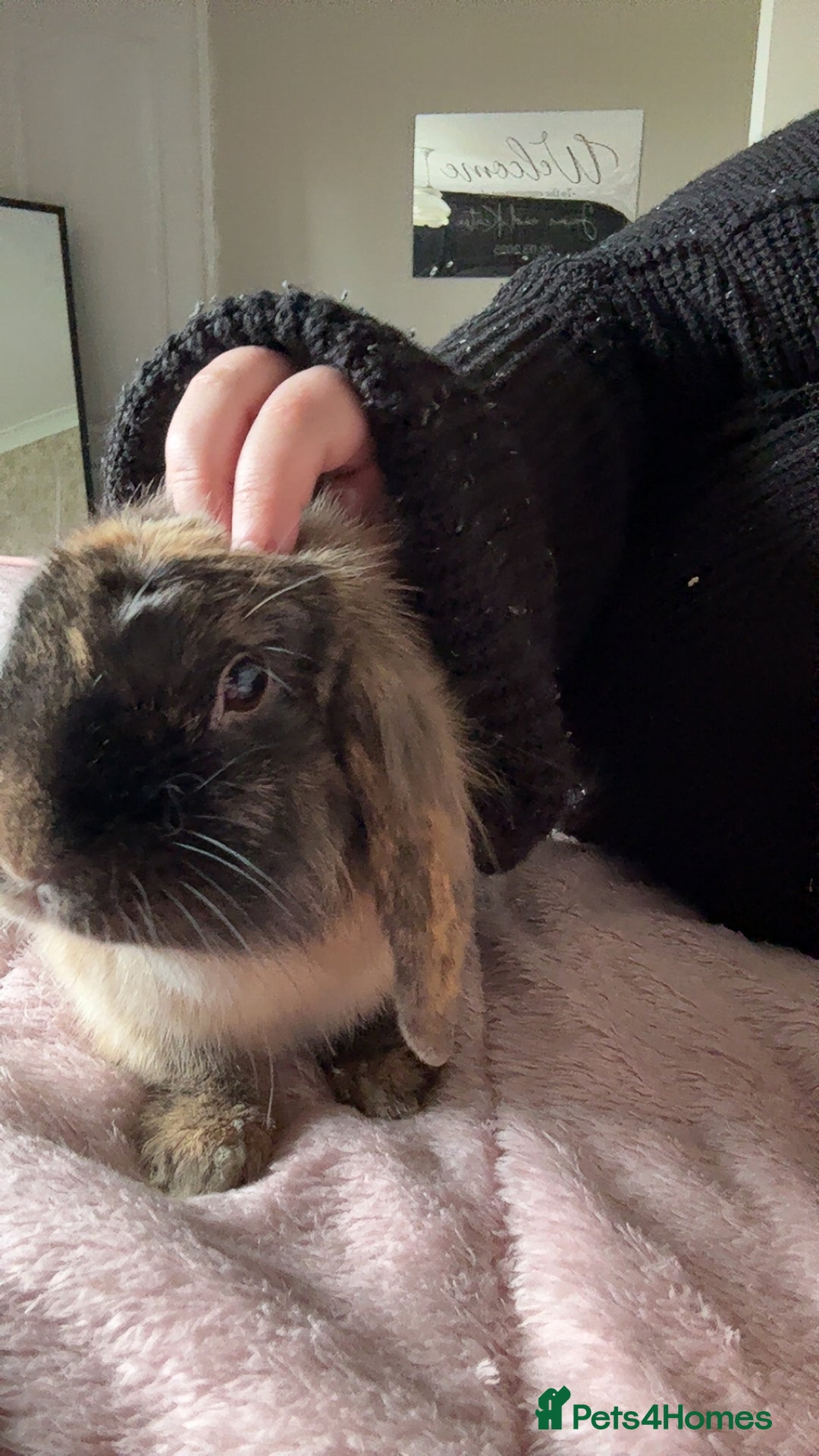 Mini Lop rabbits for sale: Beautiful mini lop girl - Image 3