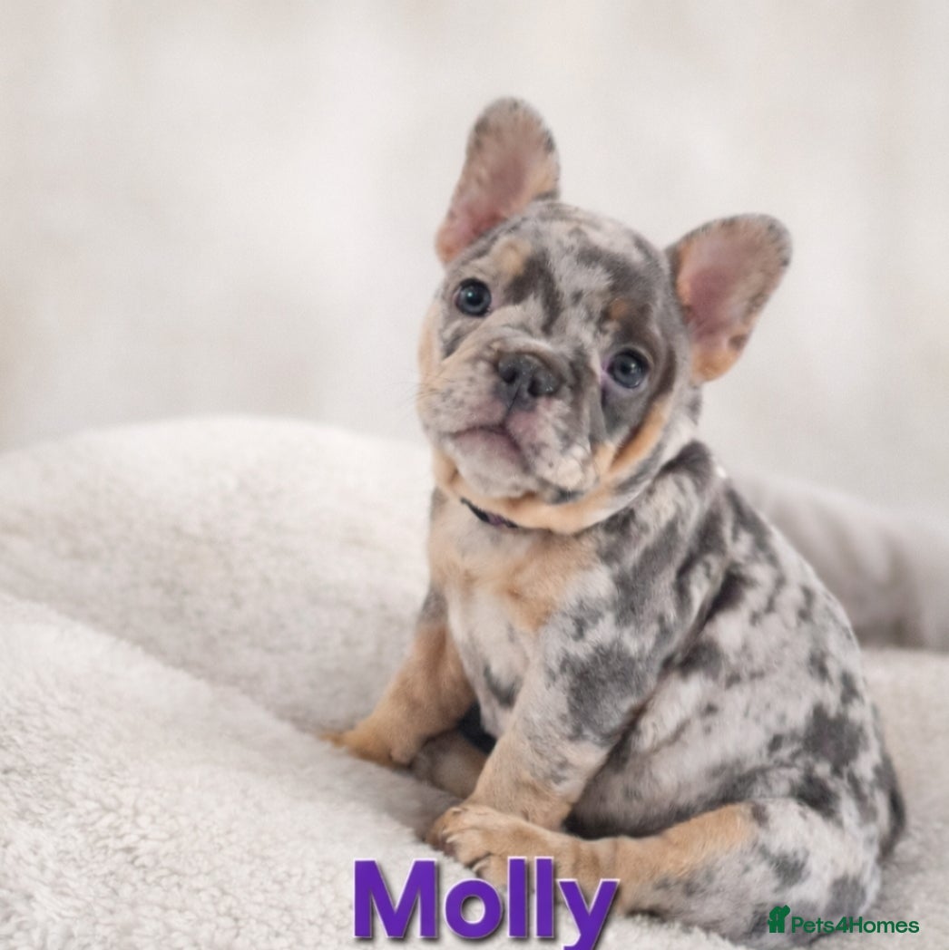 French Bulldog dogs READY NOW French Bulldog puppies  - Advert 12