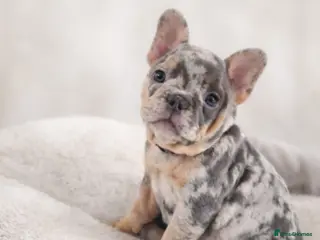 French Bulldog dogs READY NOW French Bulldog puppies - Advert 12