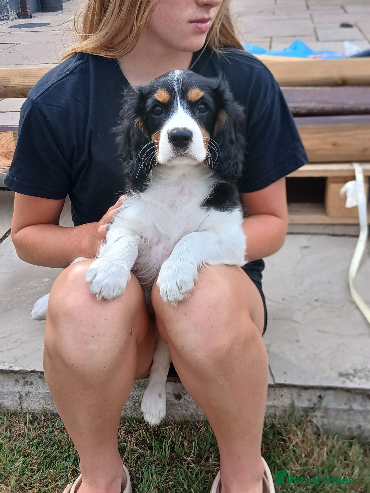 Cavalier King Charles Spaniel dogs Fully vaccinated Tri BOYS - Advert 1