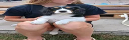 Cavalier King Charles Spaniel dogs for sale: Fully vaccinated Tri BOYS - Advert 1