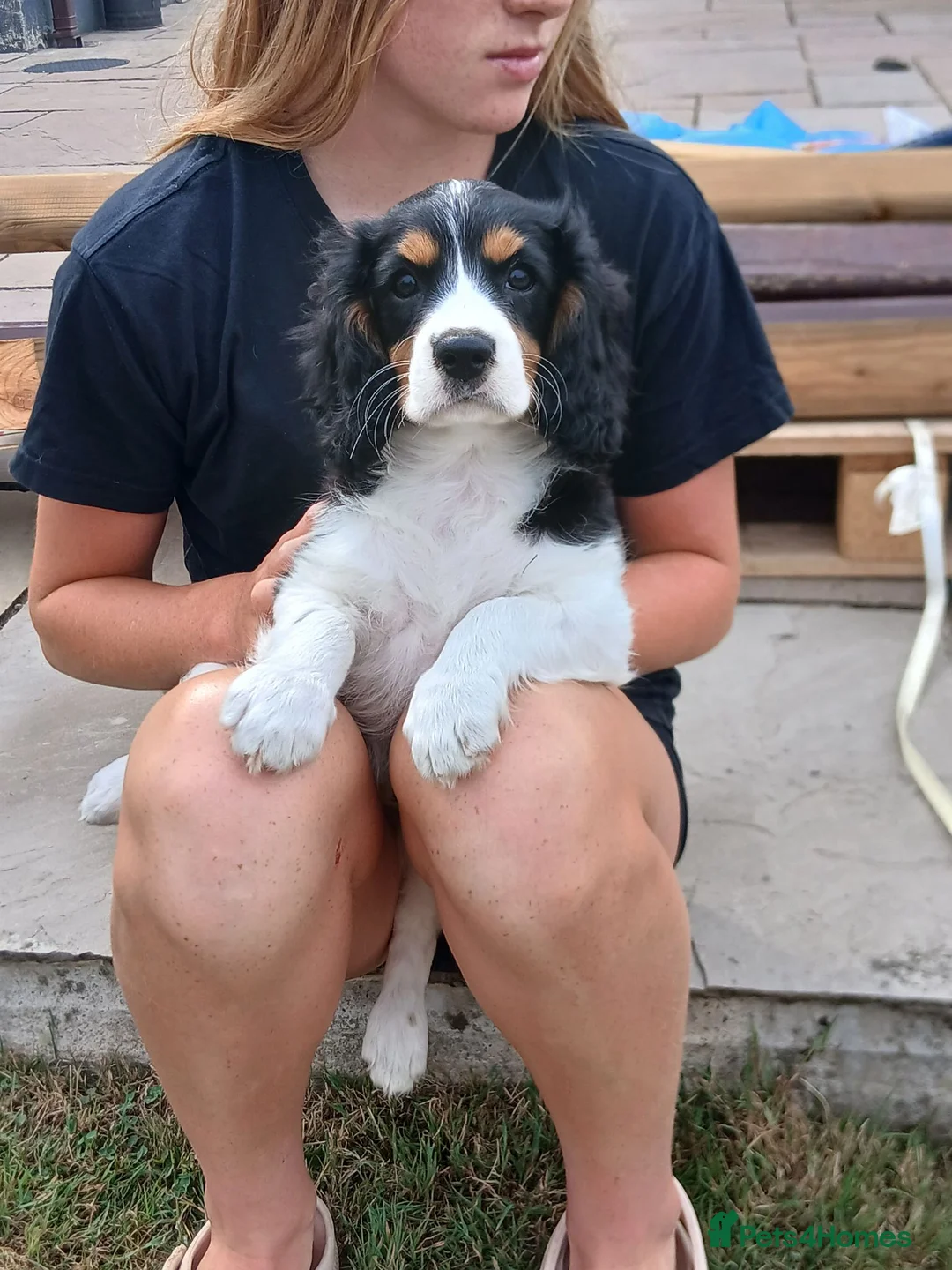 Cavalier King Charles Spaniel dogs for sale: Fully vaccinated Tri BOYS - Advert 1