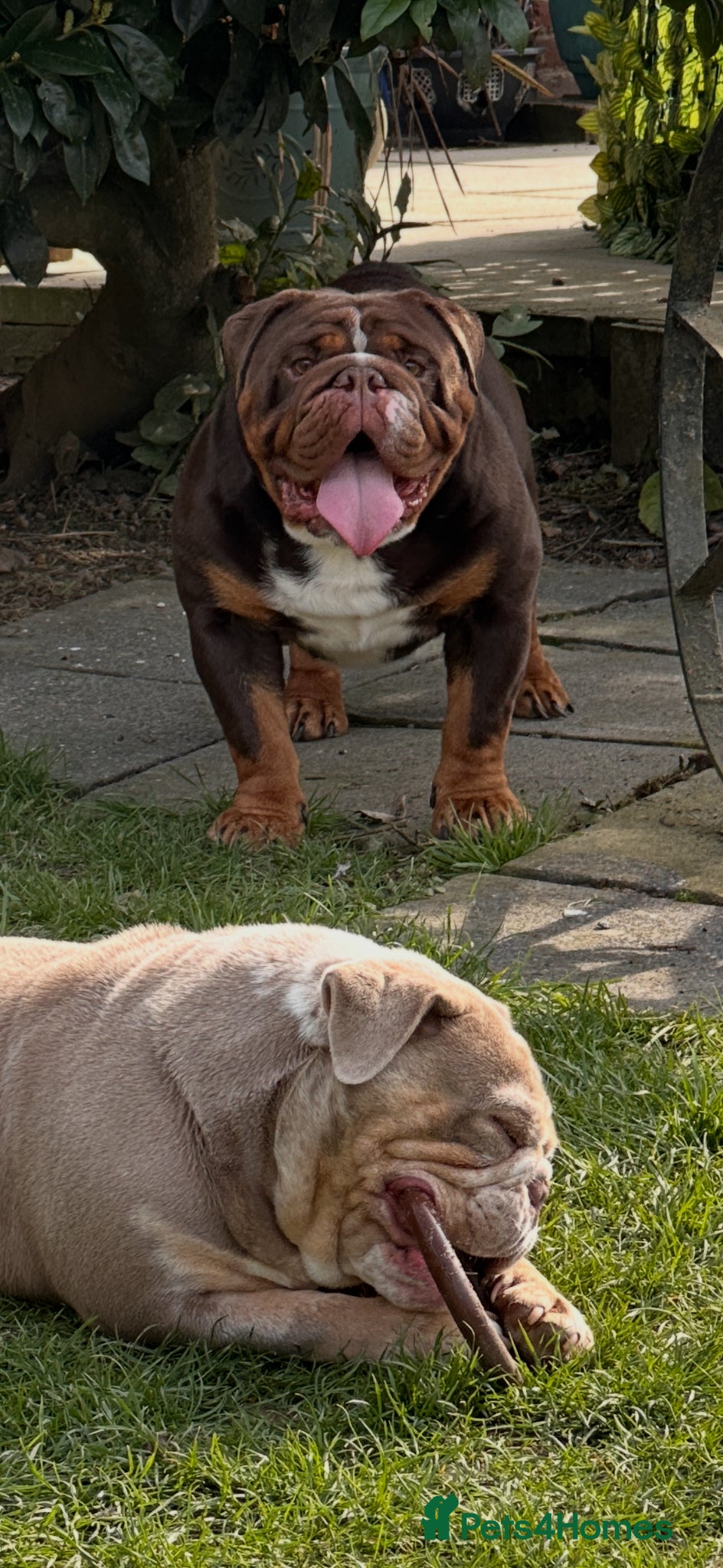 English Bulldog dogs Chocolate English bulldog for stud  - Advert 20