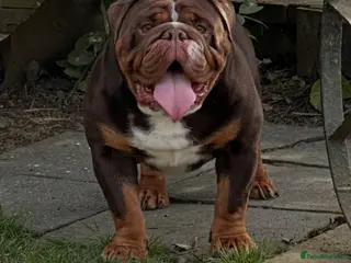 English Bulldog dogs Chocolate English bulldog for stud - Advert 20