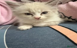 Ragdoll cats for sale: MALE RAGDOLL *AVAILABLE* - Image 2