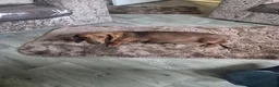 Miniature Dachshund dogs for sale: Miniature dachshund puppies - Advert 34