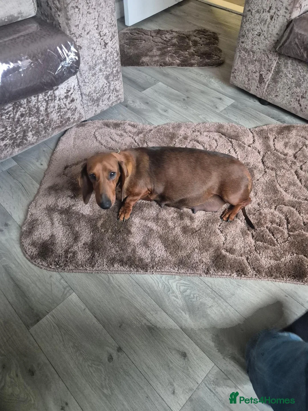 Miniature Dachshund dogs for sale: Miniature dachshund puppies - Advert 34