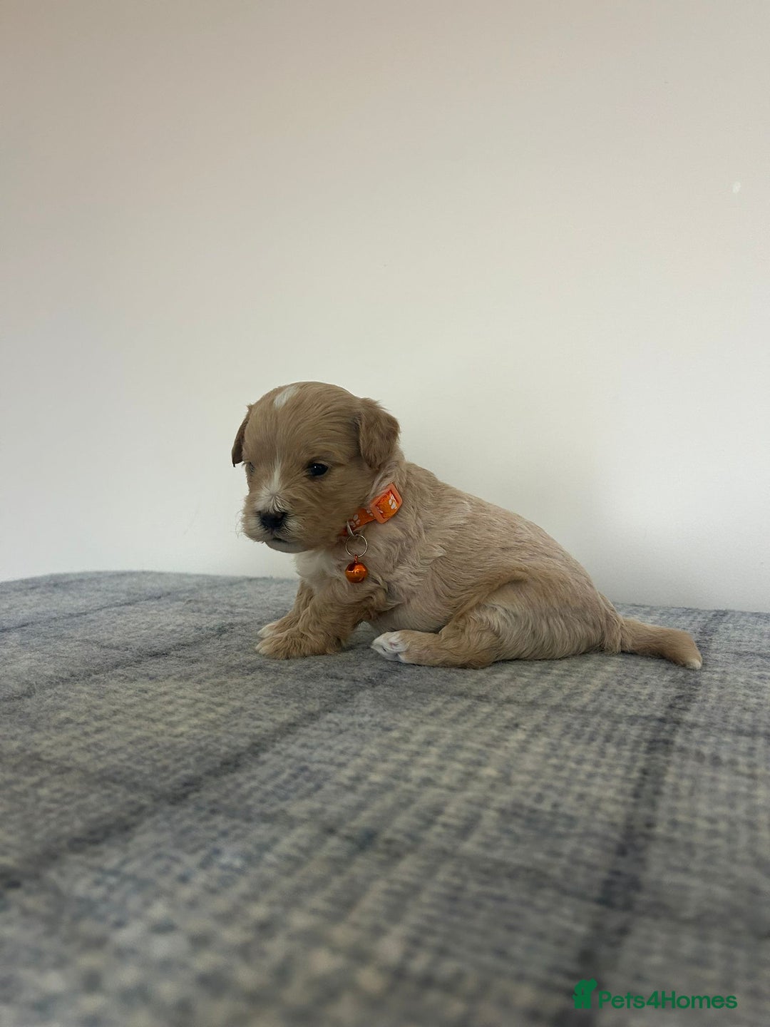 Maltipoo dogs for sale: Gorgeous f1 maltpoos health tested parents  - Image 10