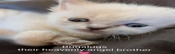 Ragdoll cats for sale: Individually gorgeous ragdoll babies 💖💖💖 - Advert 8