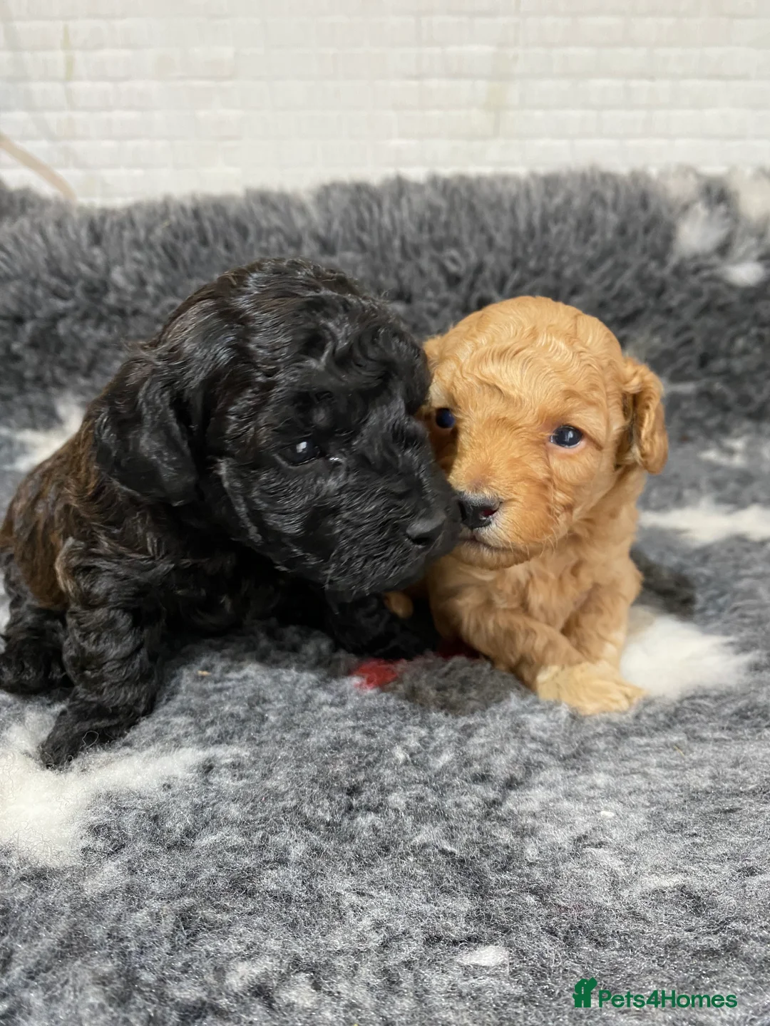 Toy Poodle dogs for sale: Toy Poodles KC Registered Health Tested Parents - Advert 8