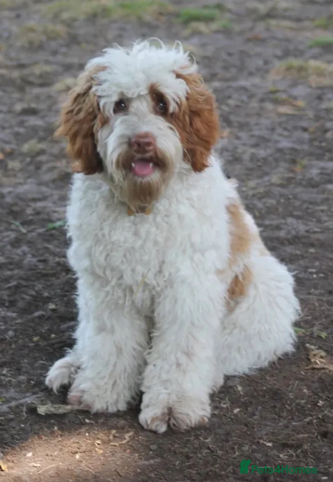 Australian Labradoodle dogs for stud: Australian labradoodle x Goldendoodle STUD proven - Advert 2