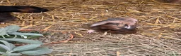 Guinea Pig rodents for sale: Guinea Pigs - Advert 6