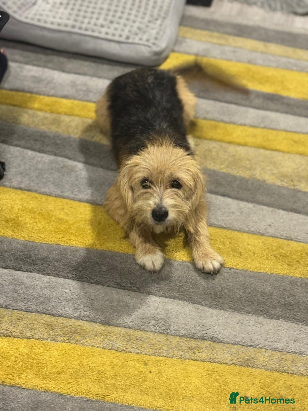 Yorkshire Terrier dogs for adoption: Sweet Daisy looking for LOVE  - Image 13