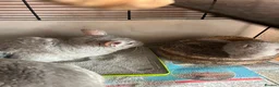 Chinchilla rodents for sale: Baby Chinchilla - Advert 4