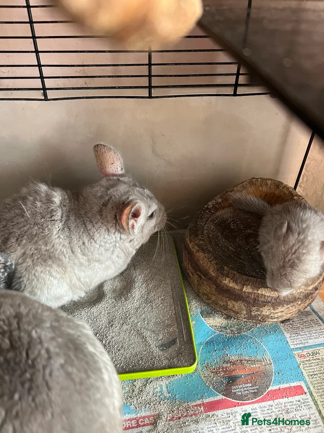 Chinchilla rodents for sale: Baby Chinchilla - Advert 4