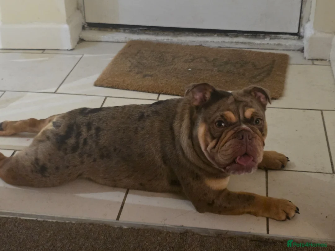 English Bulldog dogs for sale: Merle bulldog  in Merthyr Tydfil - Advert 3