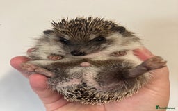 Pygmy Hedgehog rodents for sale: friendly male hedgehog looking for love - Image 1