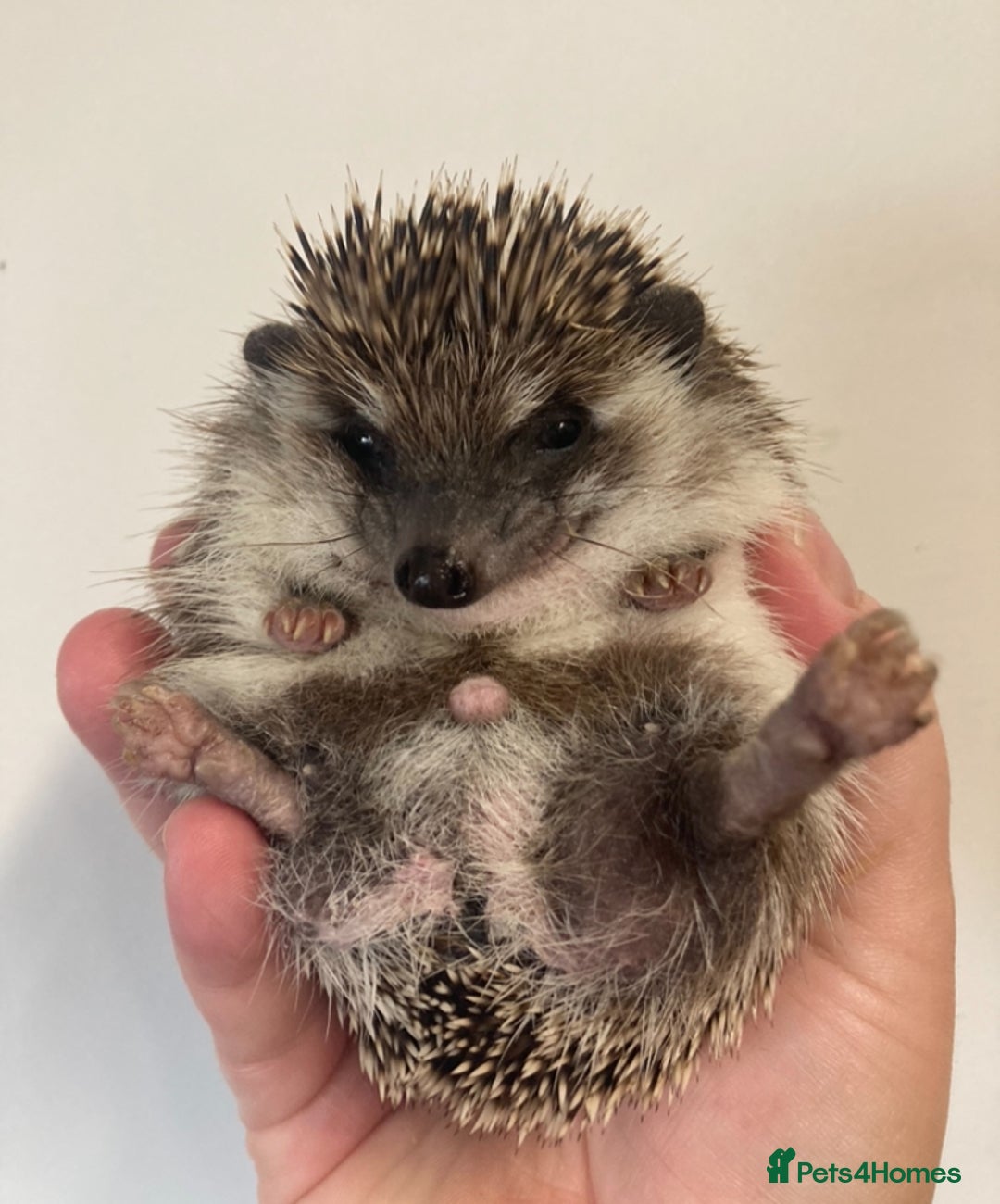 Pygmy Hedgehog rodents for sale: friendly male hedgehog looking for love - Image 1